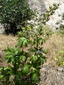 Stavesacre,Short-spurred Larkspur,lark's heel,knight's spur,lark's claw,دلفین
